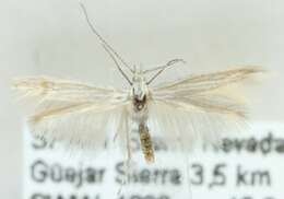 Image of Coleophora striolatella Zeller 1849