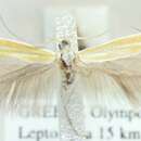 Coleophora flaviella Mann 1857的圖片