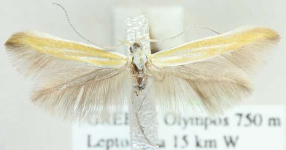 Coleophora flaviella Mann 1857的圖片