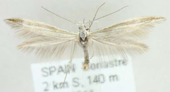 Image of Coleophora albicosta Haworth 1828