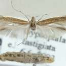 Coleophora burmanni Toll 1952的圖片