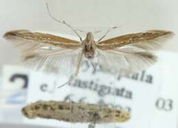 Coleophora burmanni Toll 1952的圖片