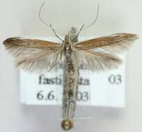 Coleophora burmanni Toll 1952的圖片