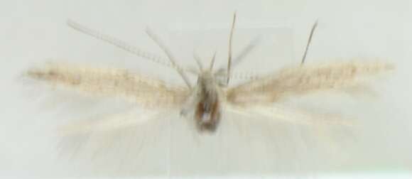 Image of Coleophora microalbella Amsel 1935