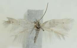Image of Elachista dispilella Zeller 1839