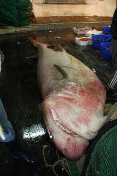 Image of cow sharks