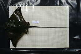 Image of Common Eagle Ray