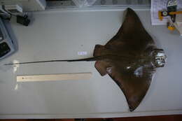 Image of Common Eagle Ray