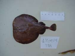 Image of Marbled Electric Ray