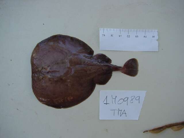 Image of Marbled Electric Ray