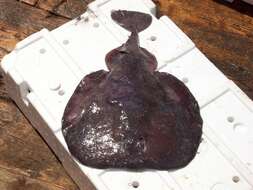 Image of electric ray