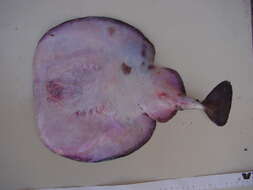 Image of electric ray