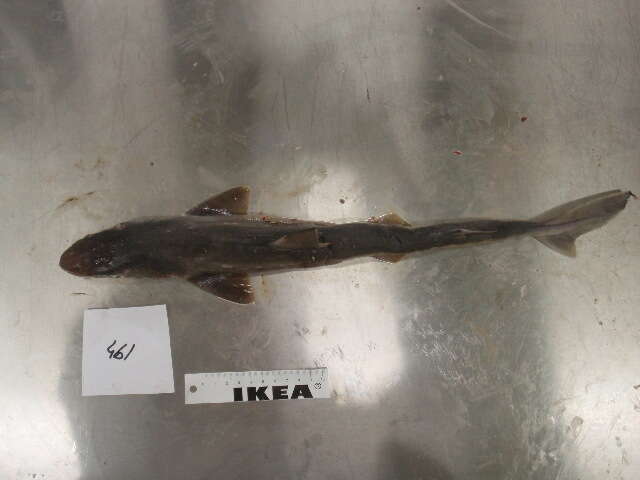 Image of Little Gulper Shark