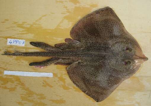 Image of Blonde Ray