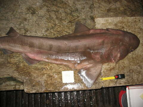 Image of cow sharks