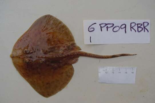 Image of Blonde Ray