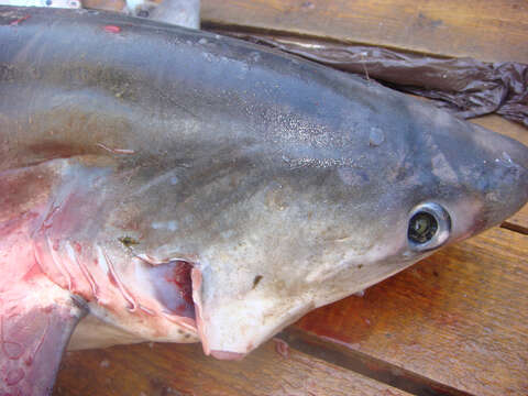 Image of thresher sharks