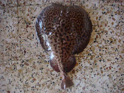 Image of Marbled Electric Ray