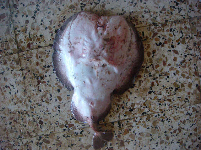 Image of Marbled Electric Ray