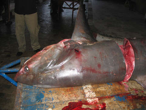 Image of thresher sharks