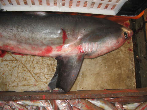 Image of thresher sharks