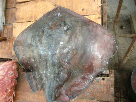 Image of rough-tailed stingray