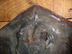 Image of rough-tailed stingray