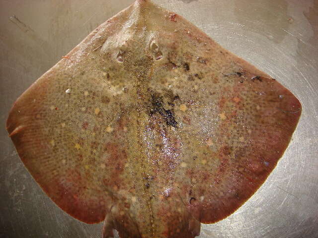 Image of Starry skate