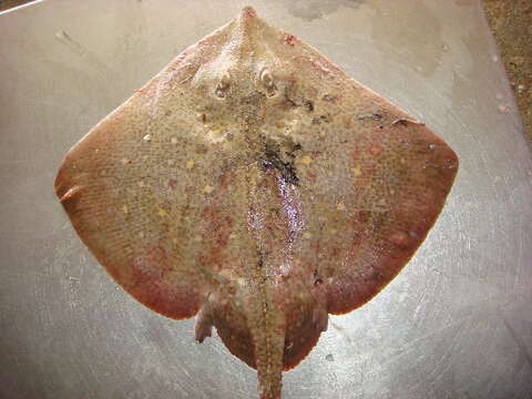 Image of Starry skate