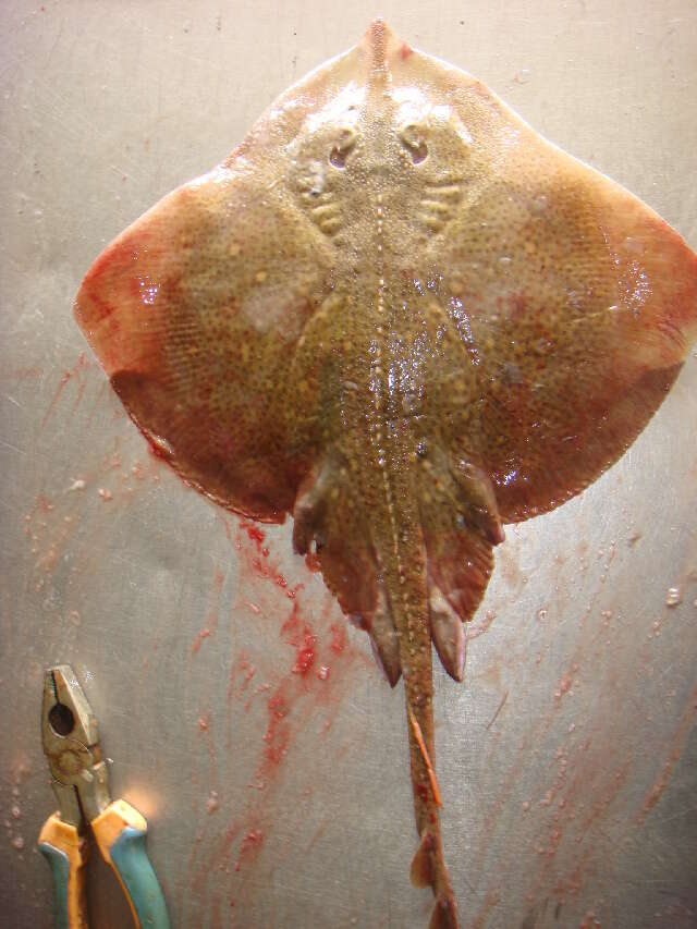 Image of Starry skate