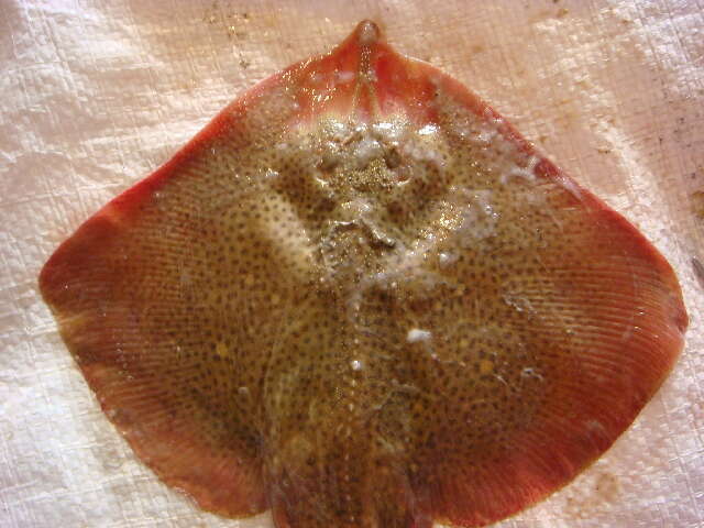 Image of Starry skate