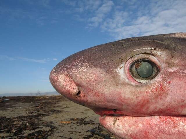 Image of Bluntnose Sixgill Shark