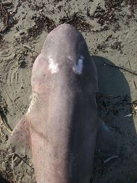 Image of cow sharks