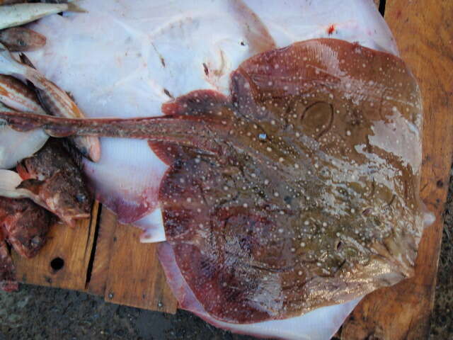 Image of Painted ray or Undulate ray