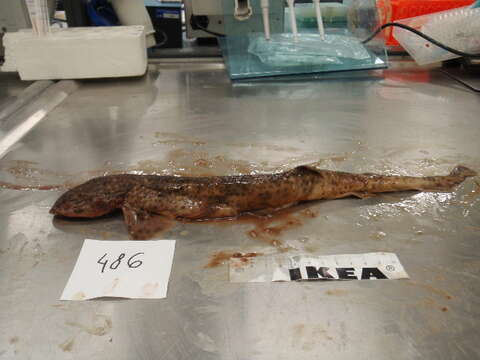 Image of Lesser Spotted Dogfish