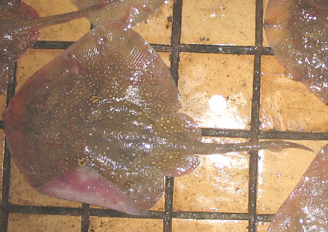 Image of Rough Ray