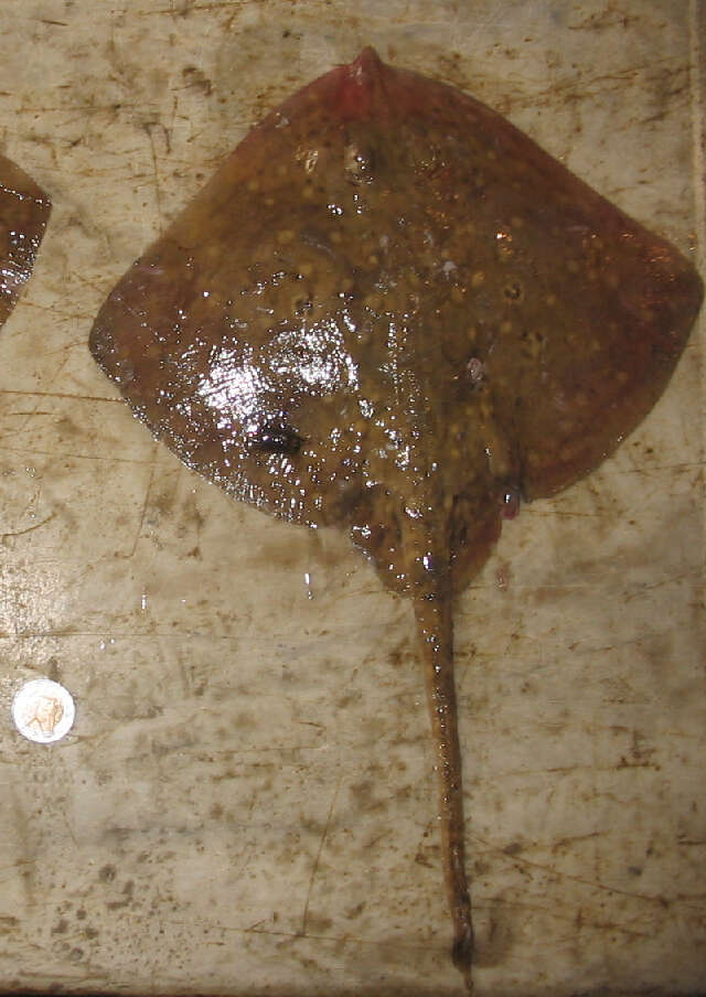 Image of Speckled ray