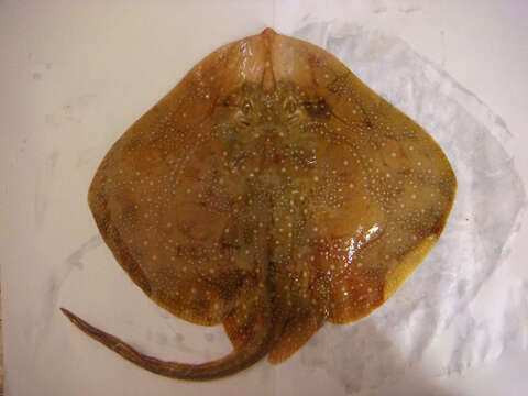 Image of Painted ray or Undulate ray