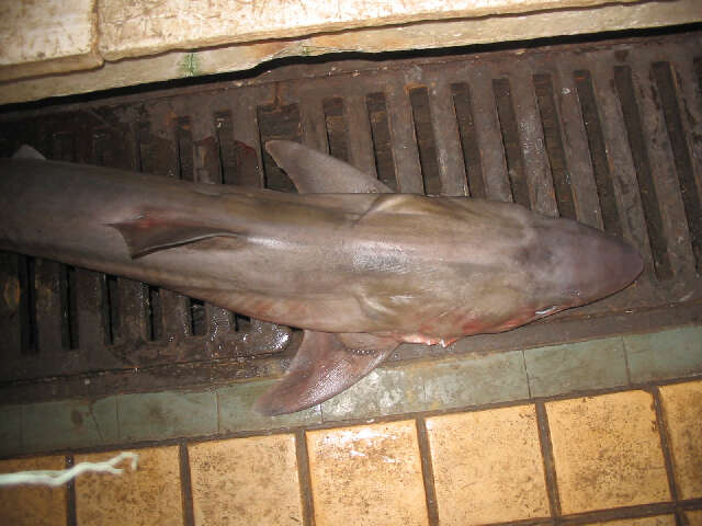 Image de Galeorhinus