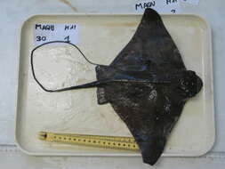 Image of Common Eagle Ray