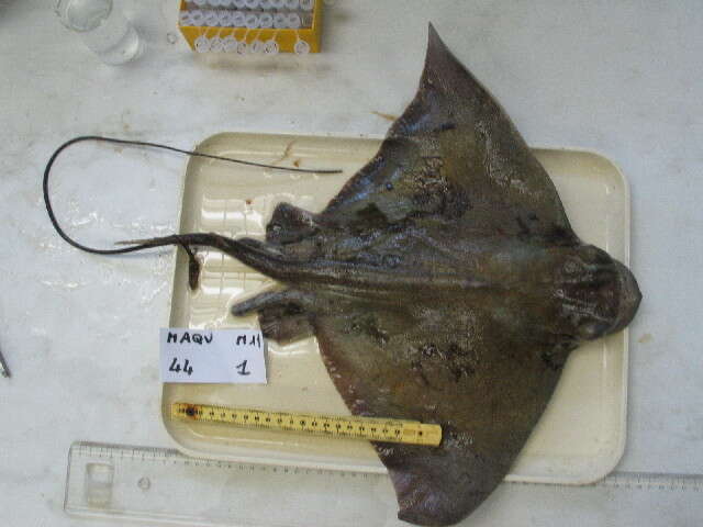 Image of Common Eagle Ray