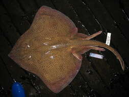 Image of Spotback Skate