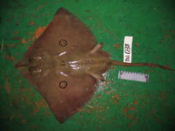 Plancia ëd Atlantoraja cyclophora (Regan 1903)