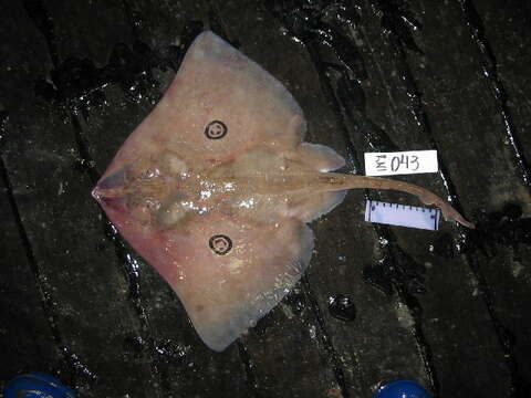 Image of Eyespot skate