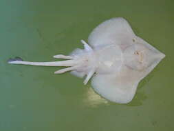 Image of Mid-Atlantic skate