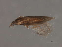 Image of Hydroptila consimilis Morton 1905