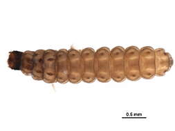 Image of <i>Silis percomis</i>