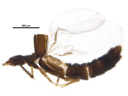 Image of Leptusa (Gatineauleptusa) gatineauensis Klimaszewski & Pelletier 2004