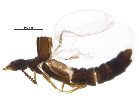 Image of Leptusa (Gatineauleptusa) gatineauensis Klimaszewski & Pelletier 2004