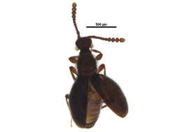 Image of Euconnus